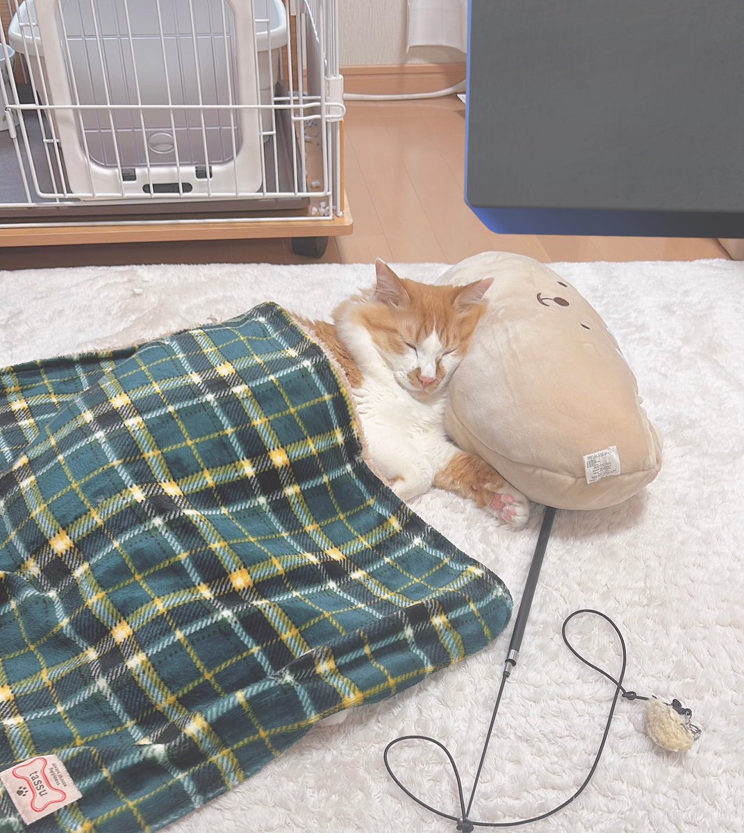 魔氵去幼 tweet media