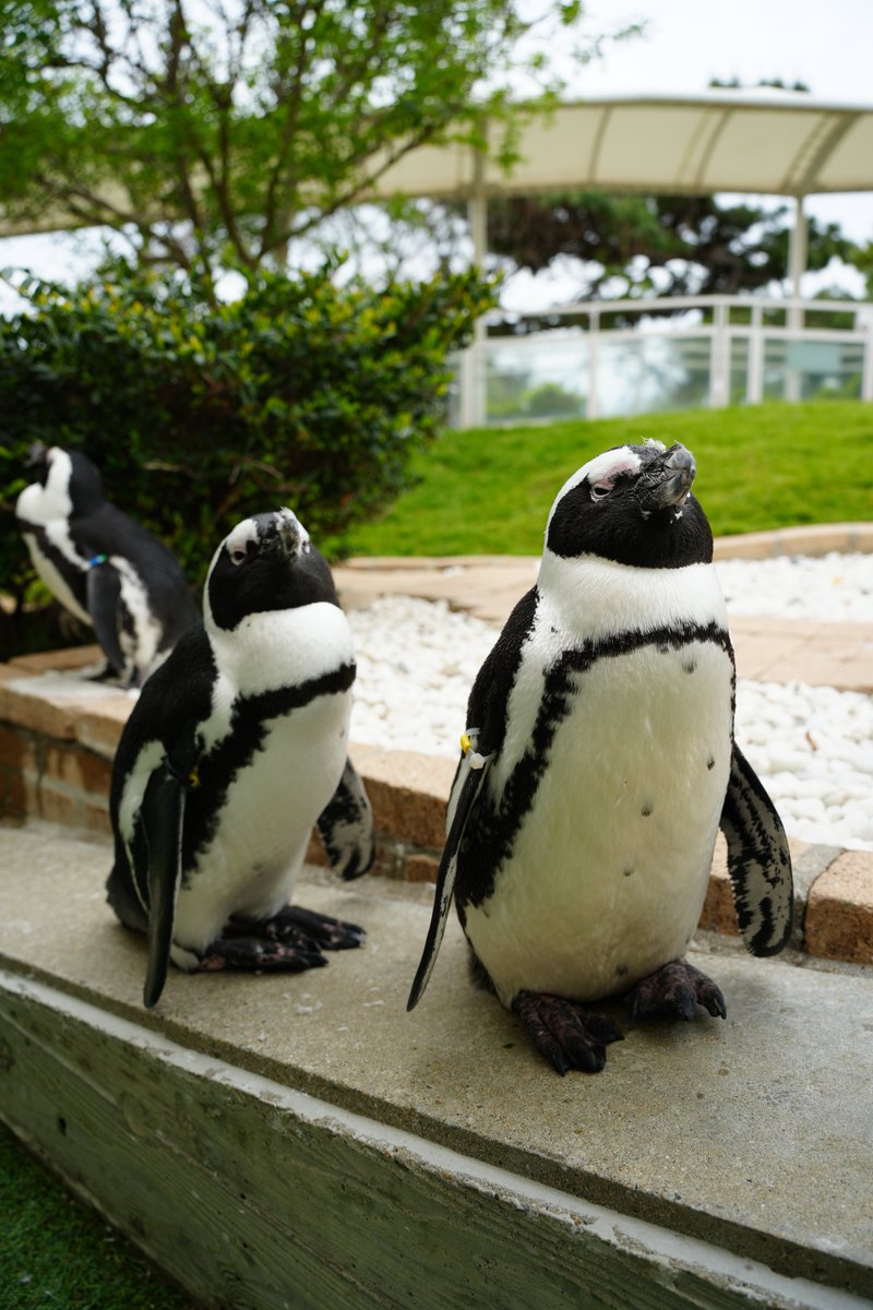 まみもこ tweet media