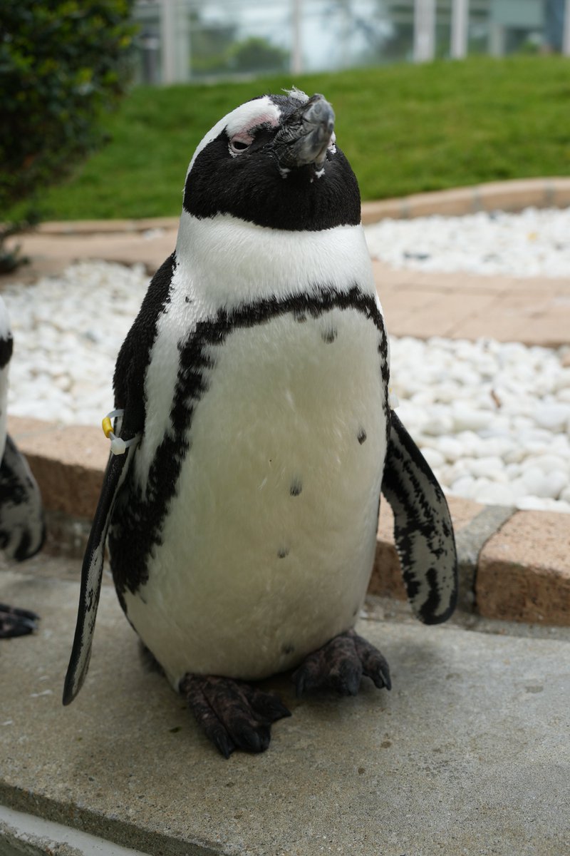 まみもこ tweet media