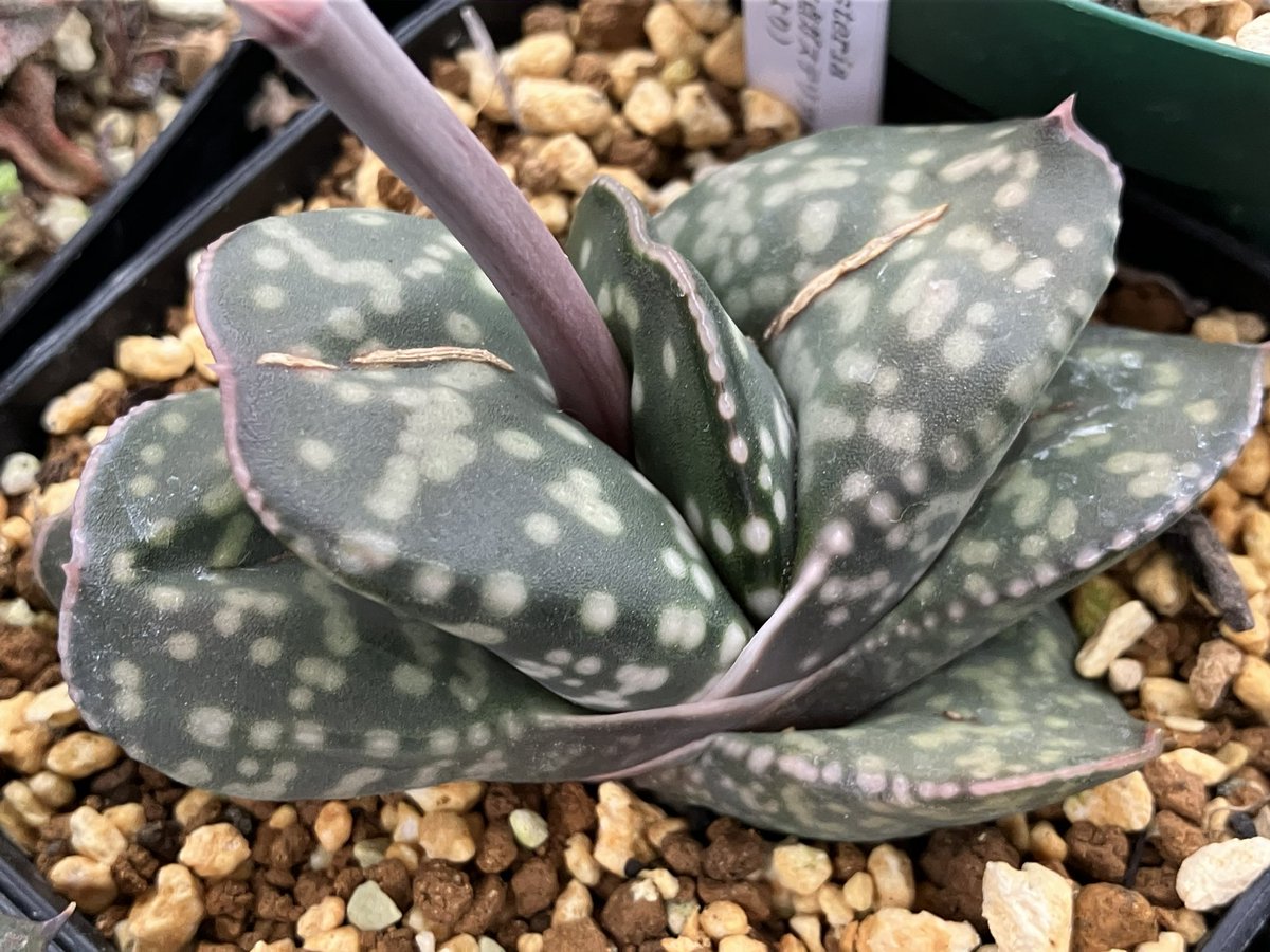 模様系ガステリア