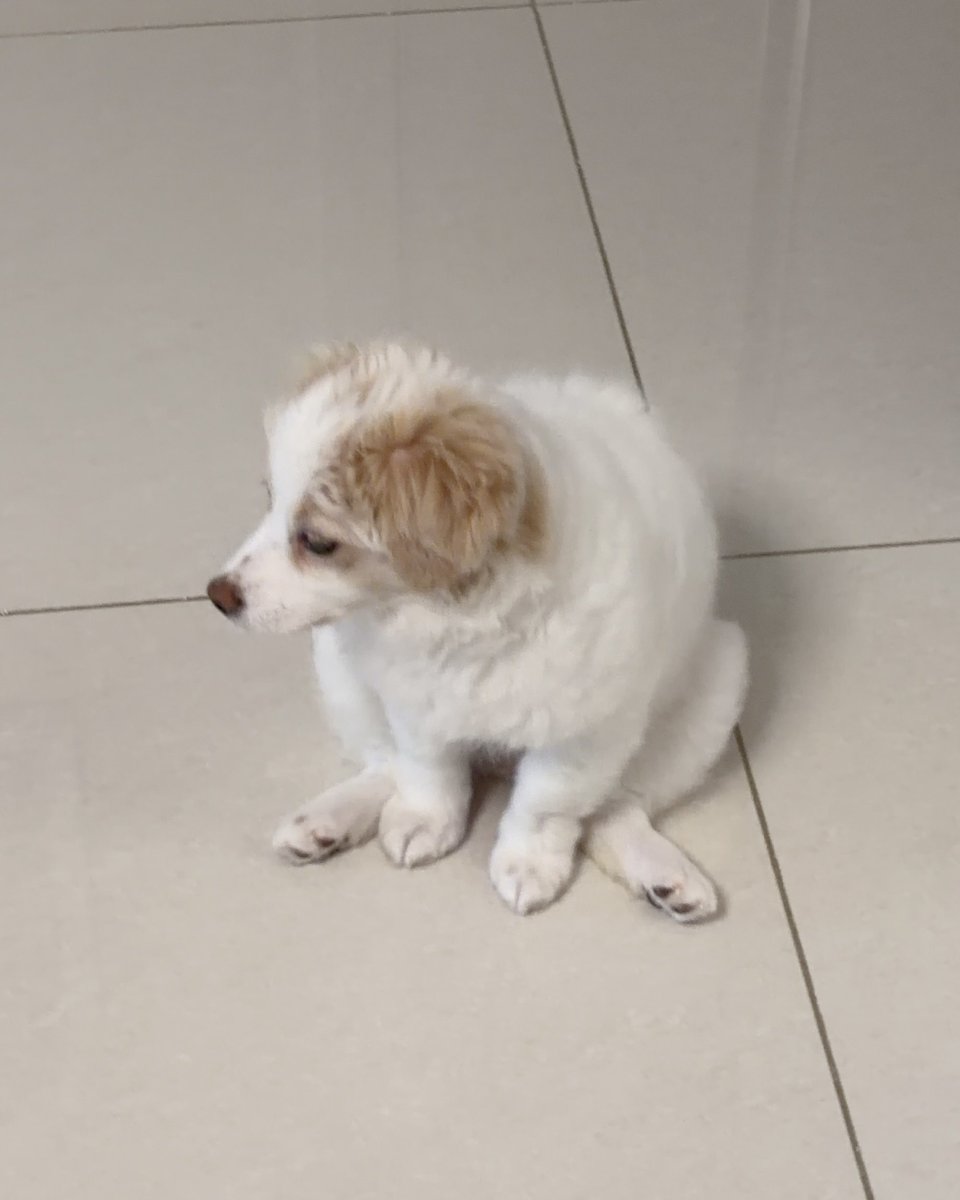 휘핑이 tweet media