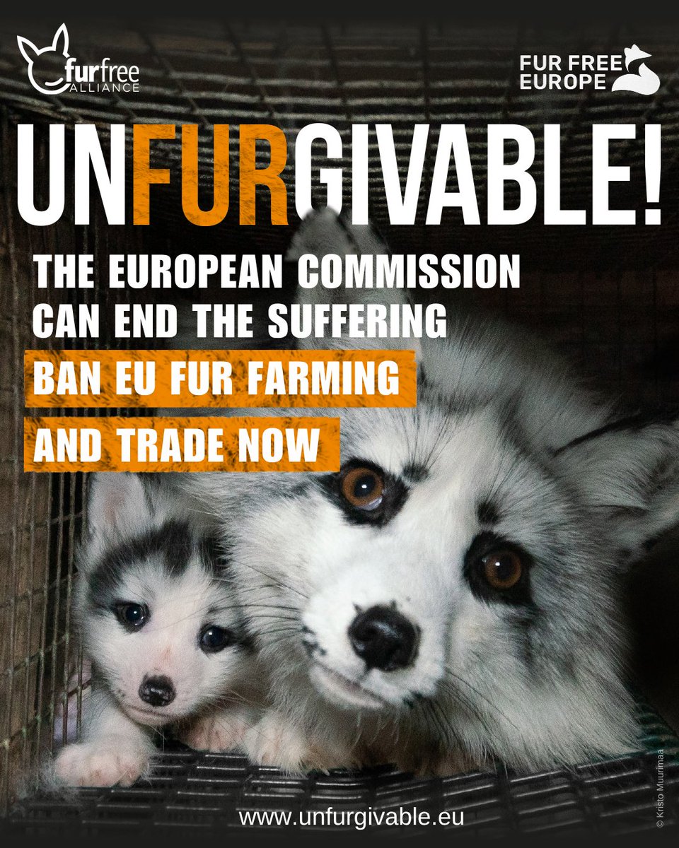 Humane World for Animals Europe tweet media