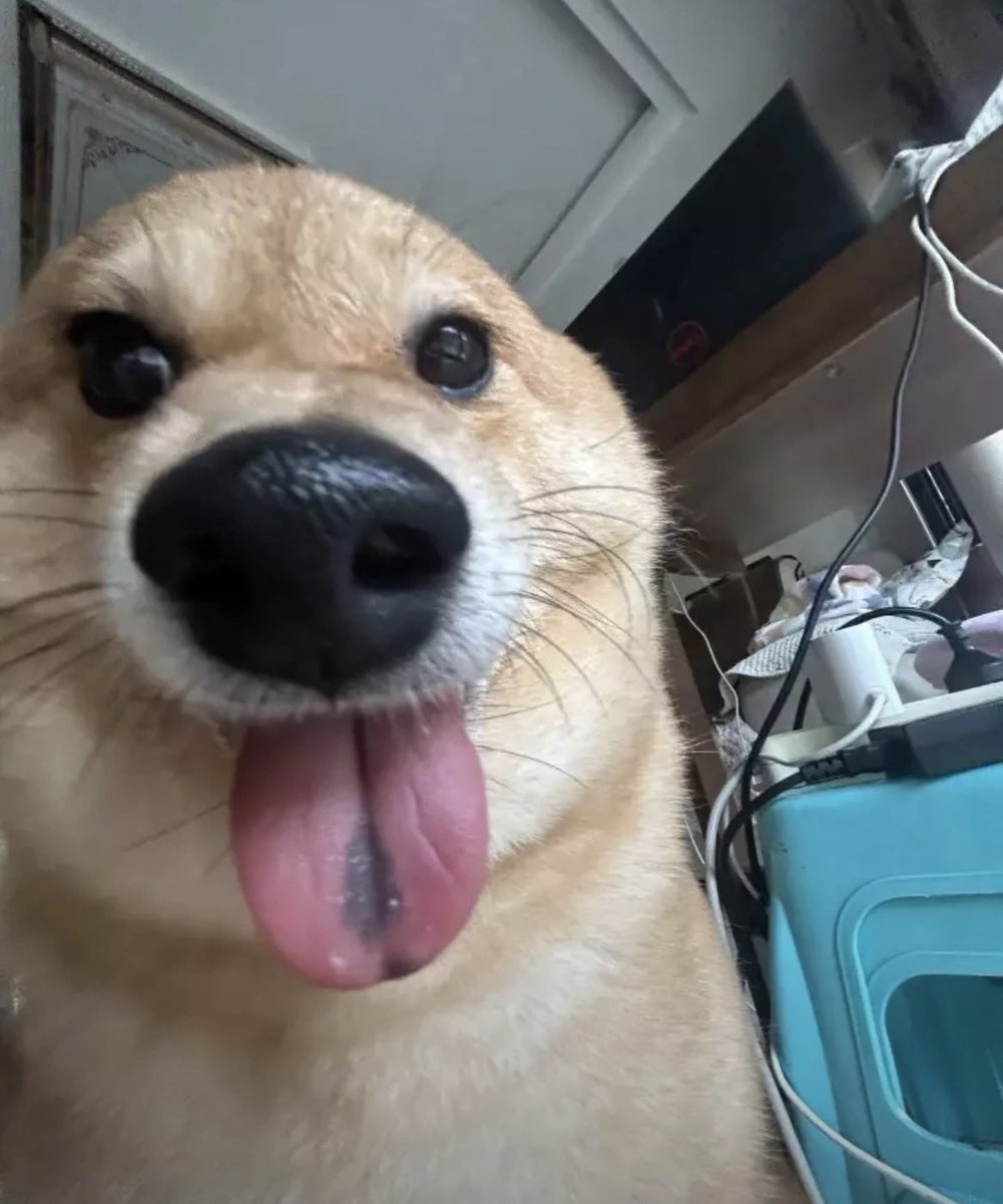 𝐂𝐚𝐫𝐩𝐚𝐜𝐜𝐢𝐨 𝐅𝐮𝐬𝐢𝐥𝐥𝐢 tweet media