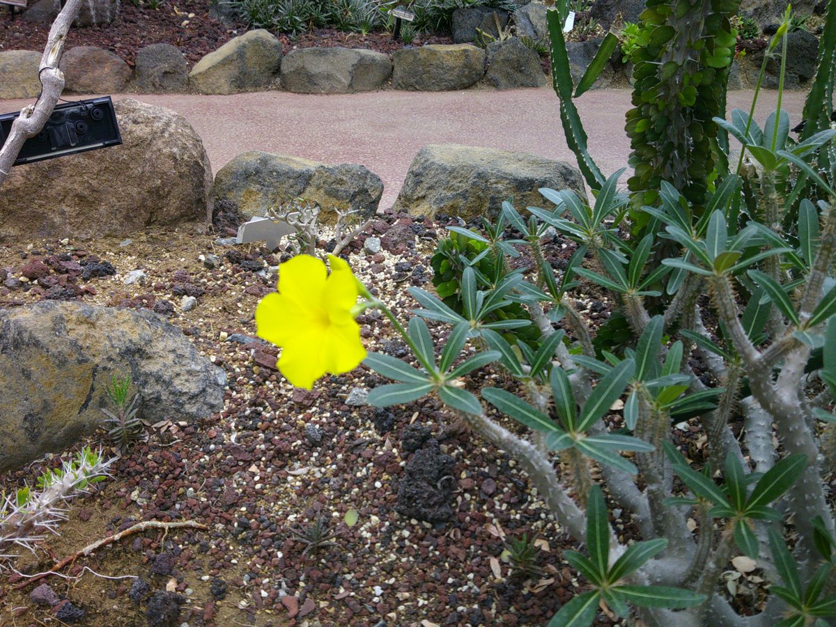 市川市動植物園（公式） tweet media