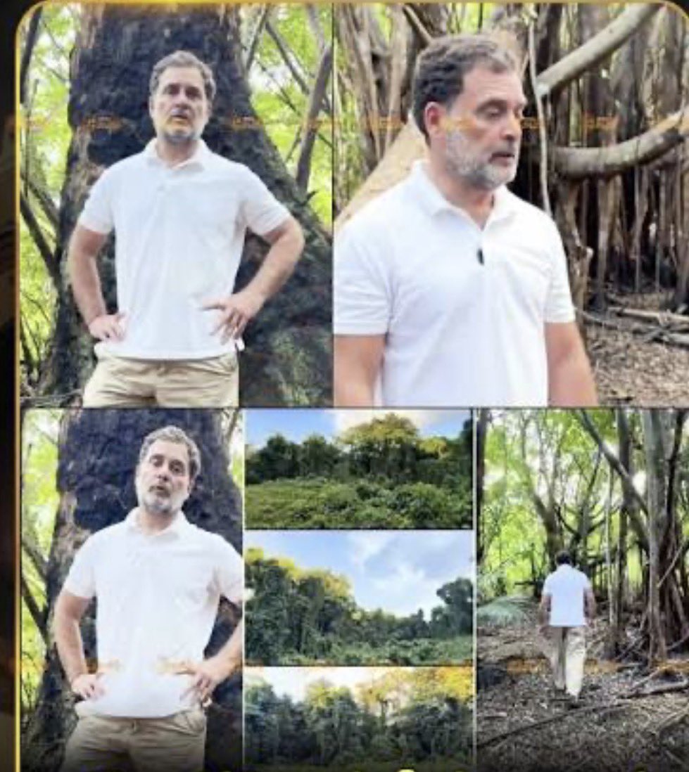 Being Political tweet media