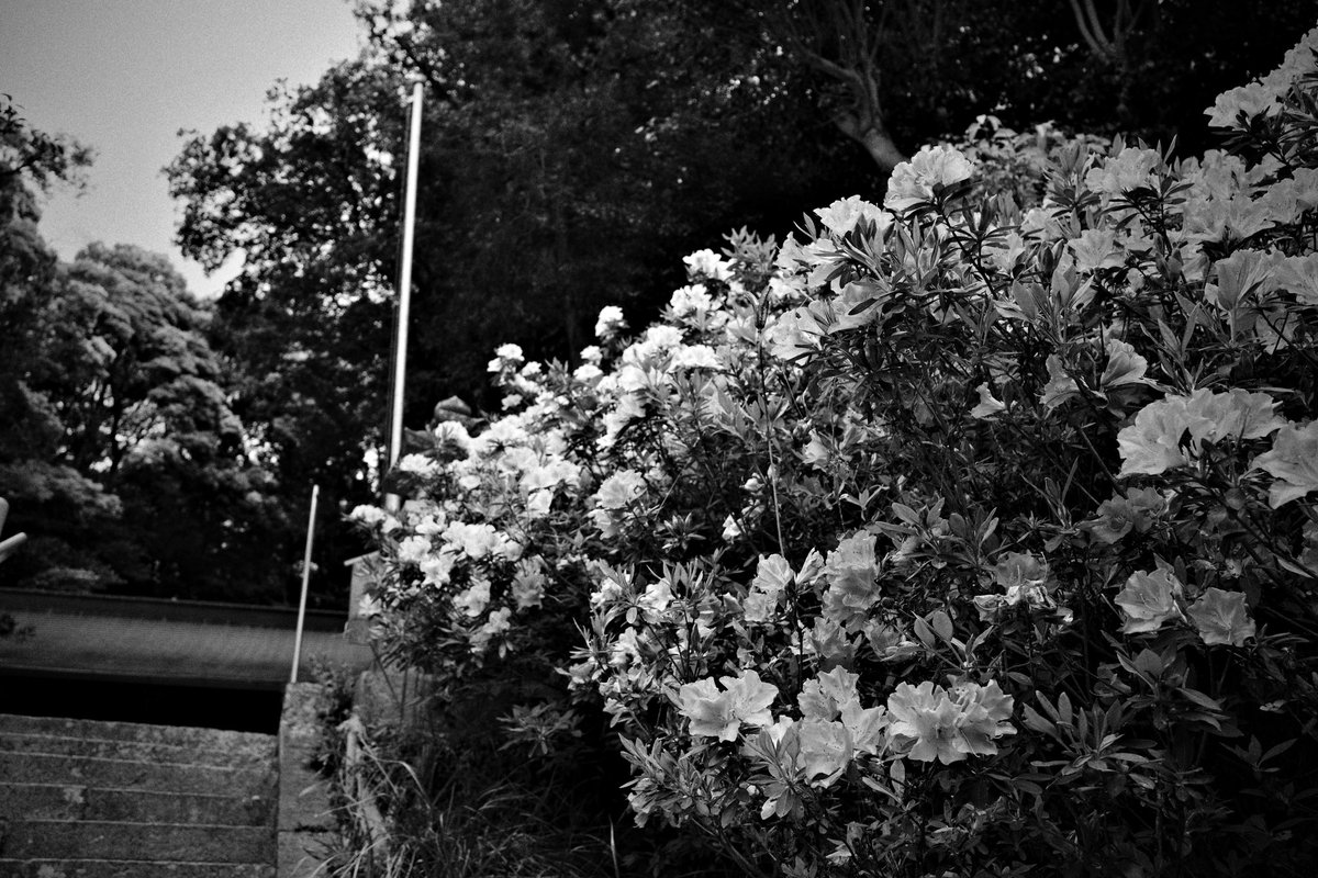 wao_camera's tweet image. 売布神社

GRⅣ monochrome
#GR4monochrome #SnapShot 
#monochrome 
#streetsnap