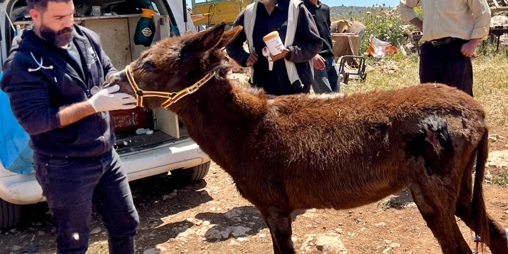 Safe Haven for Donkeys tweet media