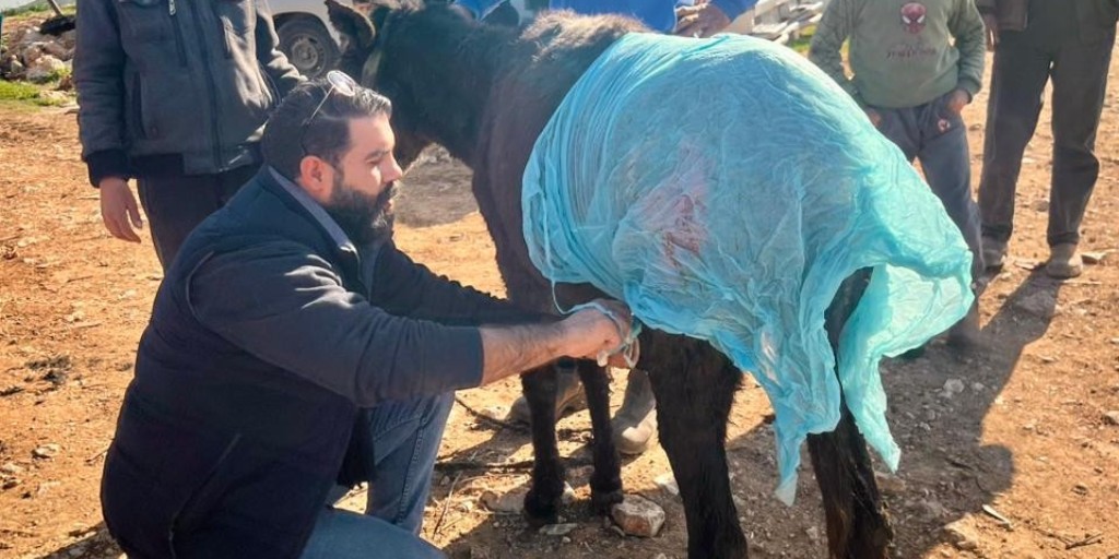 Safe Haven for Donkeys tweet media