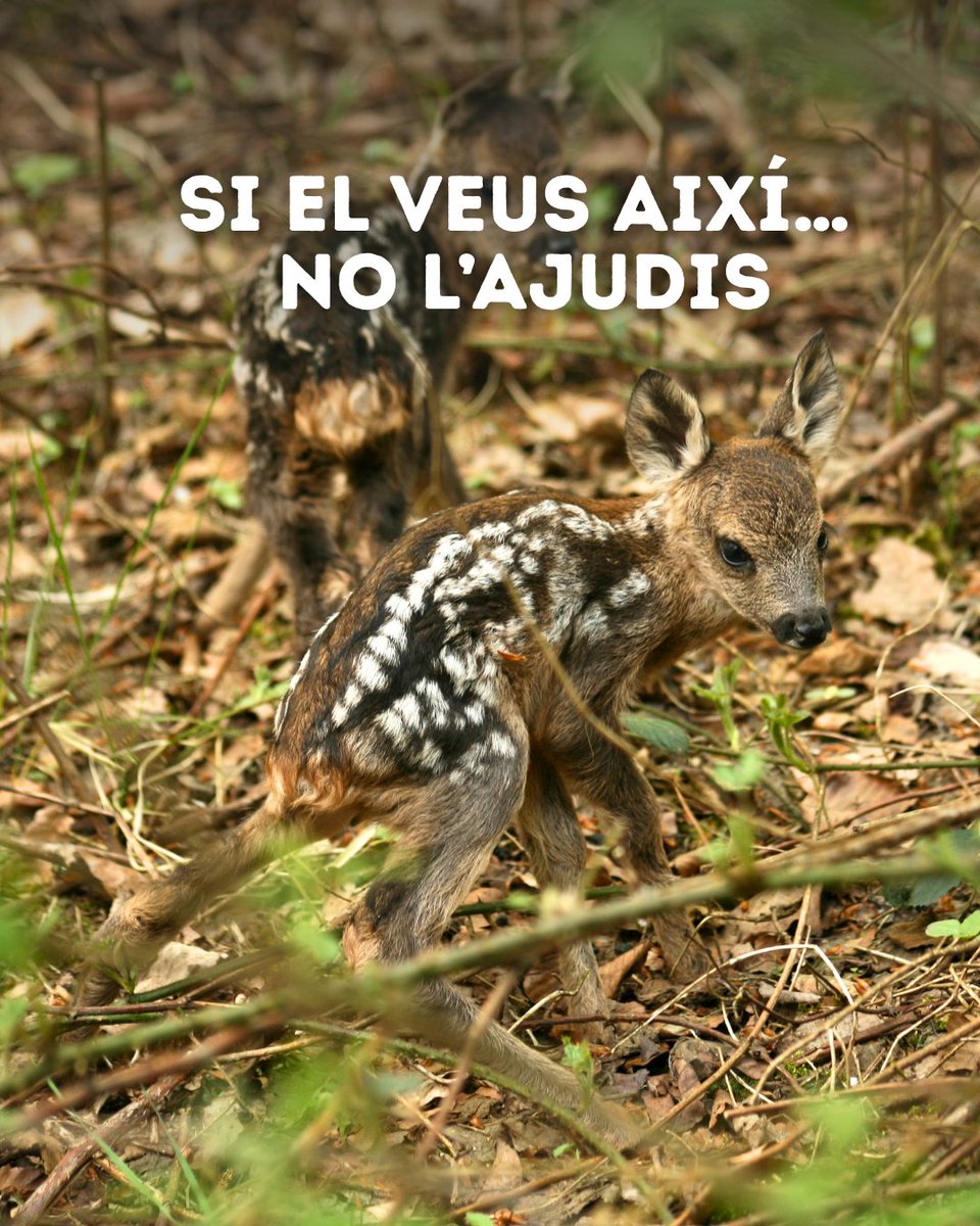 zoopirineu's tweet photo. Aquest pont, moltes cries de cabirol seran separades de la seva mare 💔  
Guarda-ho. 
Comparteix-ho. https://t.co/o1IPgITXjt