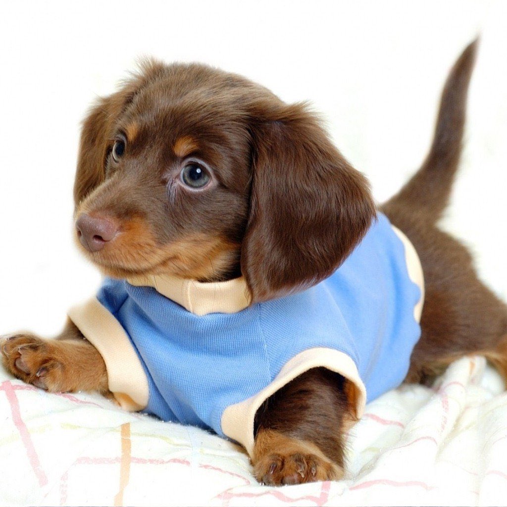 smithaamt's tweet image. We are so happy and grateful that an anonymous opened a $400,00”grantmaking fund to support #Nonprofit helping #animals in #SWFL  #Capecoral  #Florida