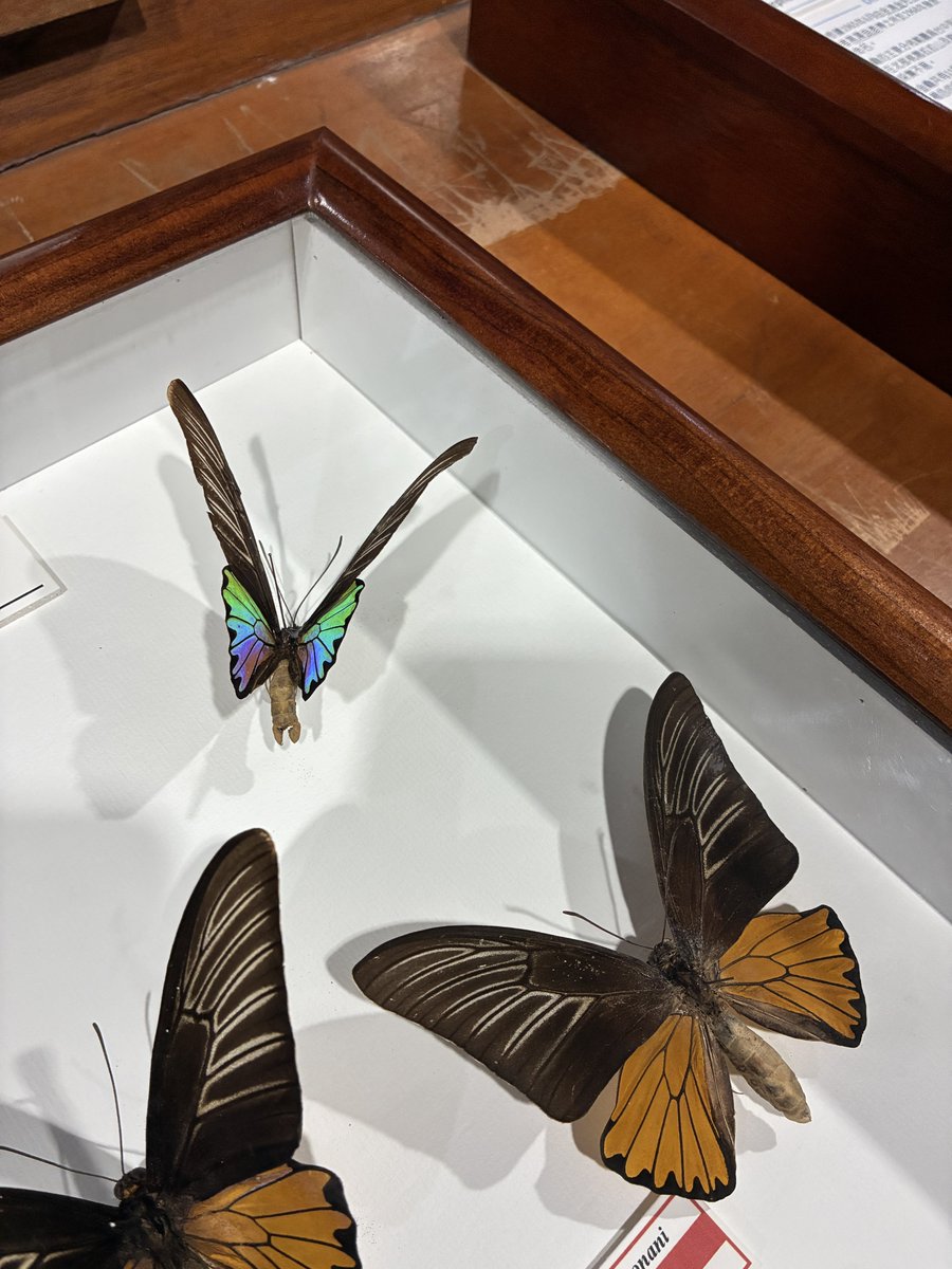 Euthal1an's tweet photo. コウトウキシタ　蘭嶼島の特産種 https://t.co/qYi1xwWt4a