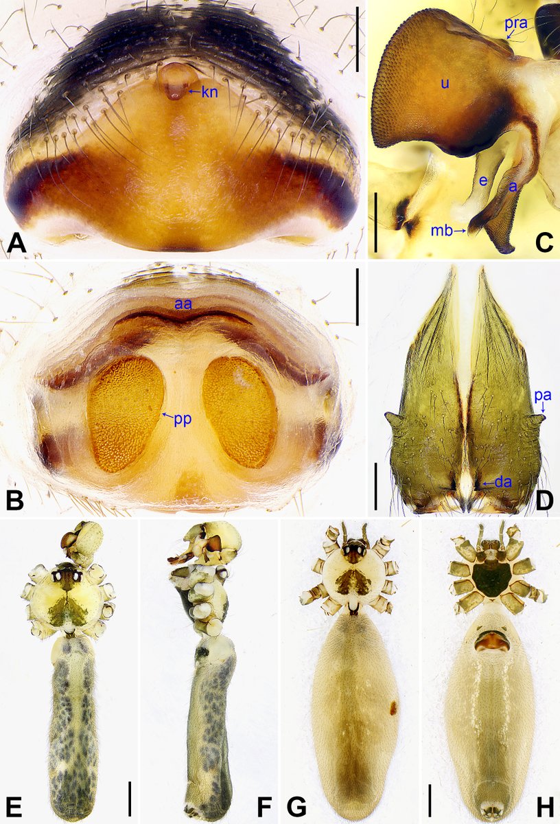 BioDataJournal's tweet image. 🕷️ #Molecular and morphological identification methods have revealed a new species of cellar spider of the genus #Phlocus - Phlocus yajiyagama - from the Ryukyu Islands in Japan. 

See the detailed description &amp;amp; microscopic images of the new #spider here: doi.org/10.3897/BDJ.14…