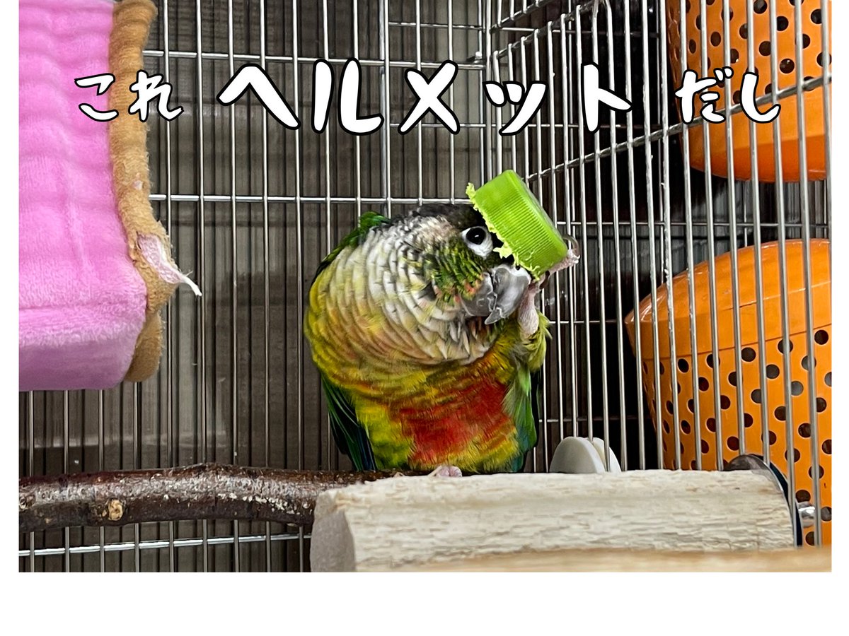 日頃から
安全第一をモットーに
破壊活動をするオレ

#ウロコインコ