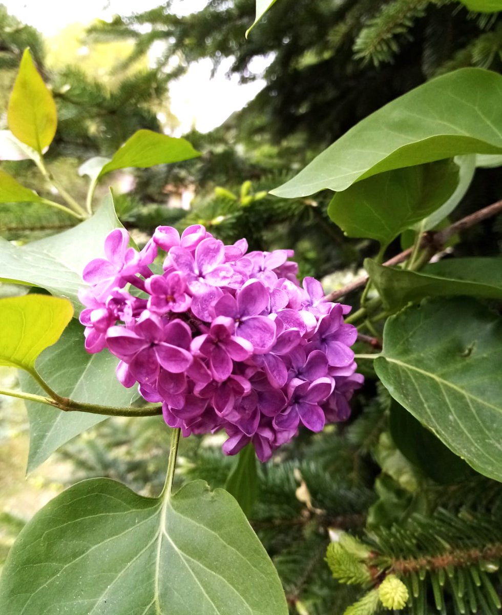 Imotha1's tweet photo. #dobardan
🌞

a na reveru tamni jorgovan...🎵💜 https://t.co/VDF3ypBTVu