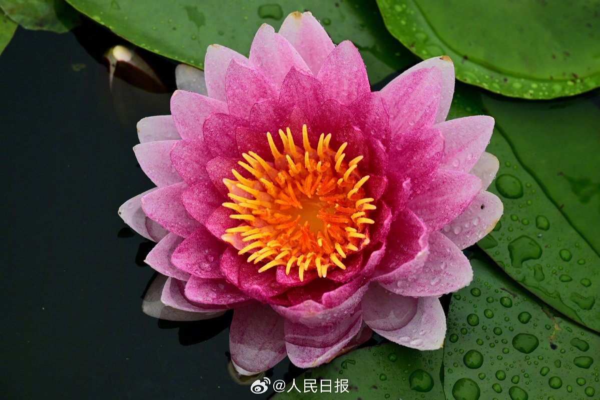 人民日報  People's Daily tweet media