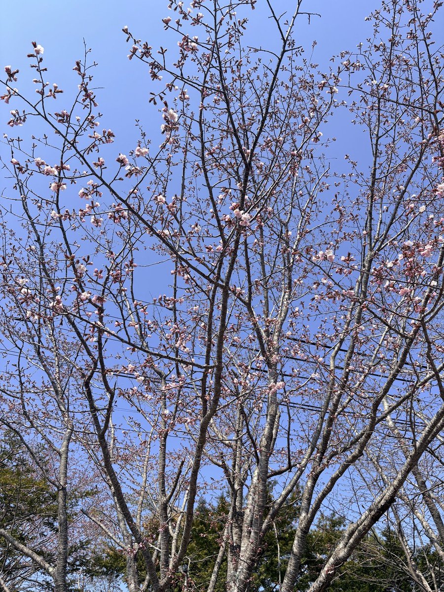 user_ff11's tweet photo. @kimur_taxi_946 釧路町の陵墓公苑さんで咲いてました https://t.co/6TdIOPFAUi
