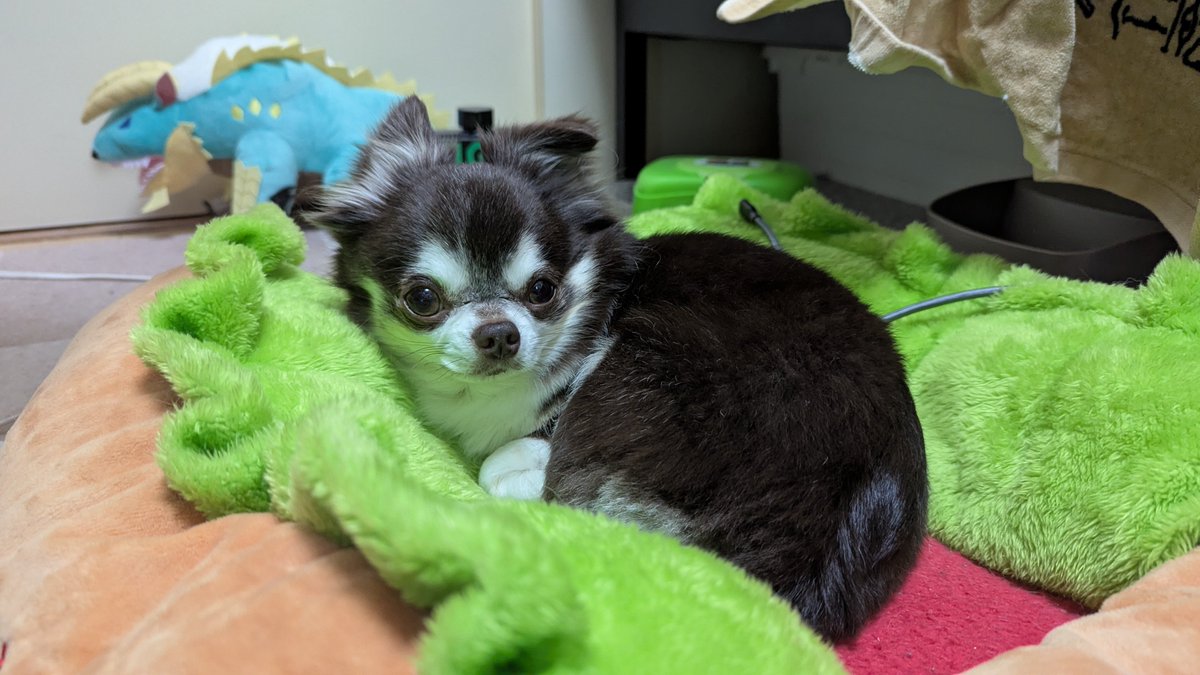 OkomeSora's tweet image. #犬のいる暮らし #犬 #チワワ