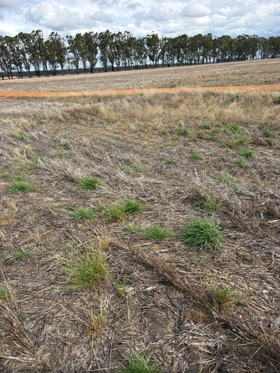 Herbicide resistance lab at UWA tweet media