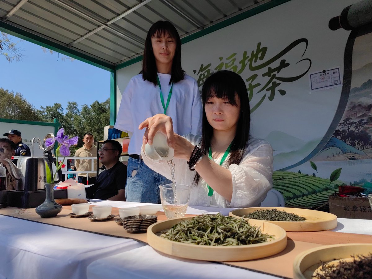 BeijingEvening's tweet image. 八大处茶文化节开幕
Sip tea and soak in the scenery! The 25th Badachu Chinese Garden Tea Culture Week kicked off in Beijing's Badachu Park on Apr. 30. #tea