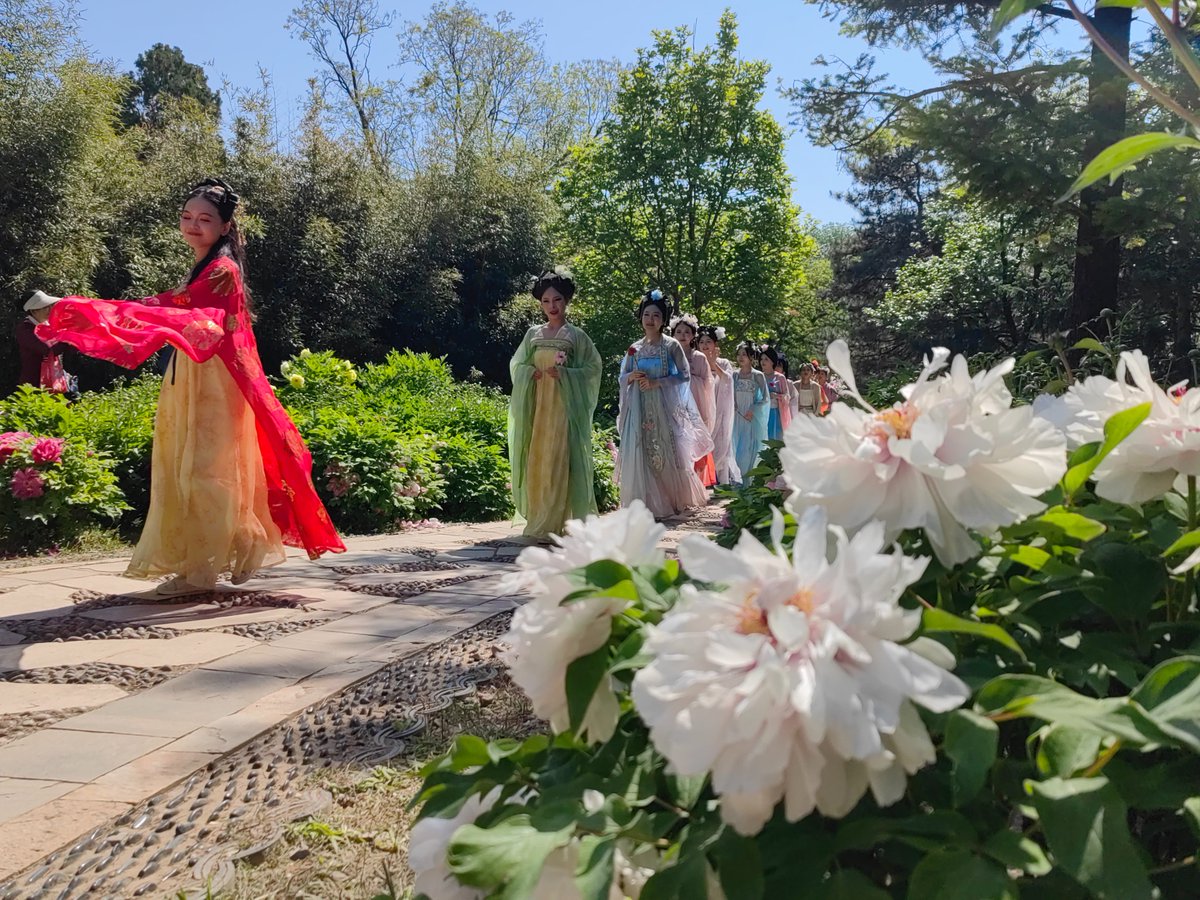 BeijingEvening's tweet image. 八大处茶文化节开幕
Sip tea and soak in the scenery! The 25th Badachu Chinese Garden Tea Culture Week kicked off in Beijing's Badachu Park on Apr. 30. #tea