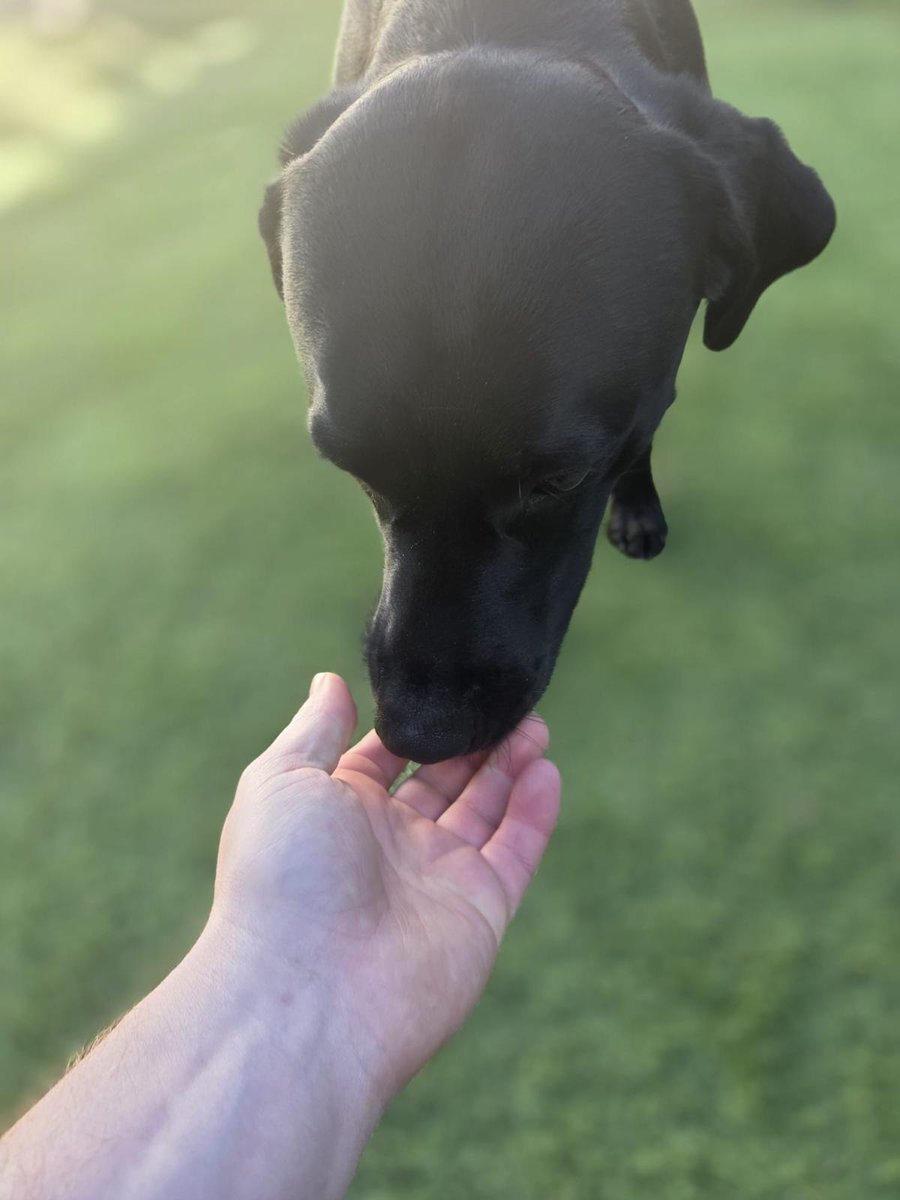 francewitch's tweet image. Arthur getting treats at the kennels.  They send us pics 📸 every few days. #dogsofX #dogsoftwitter #labrador #blacklab