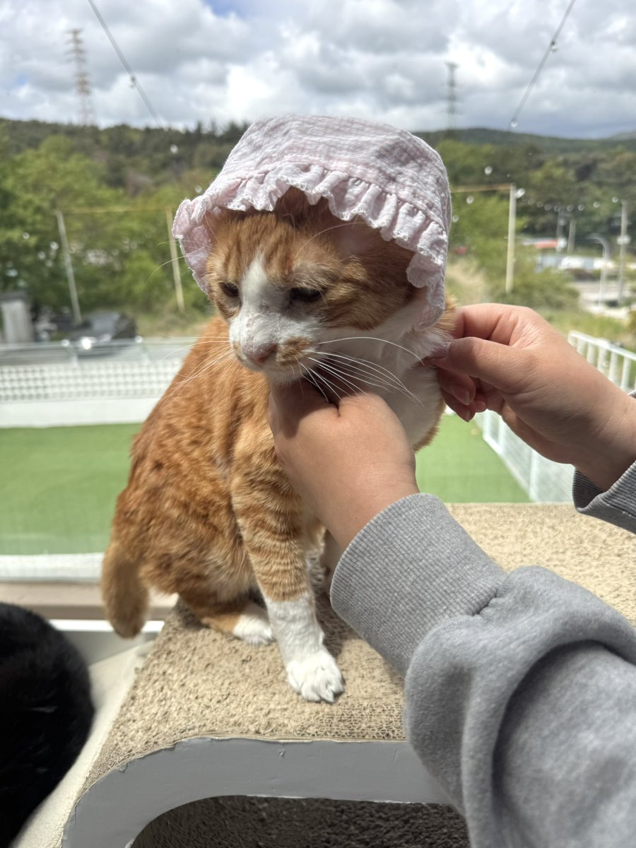 낭나 tweet media