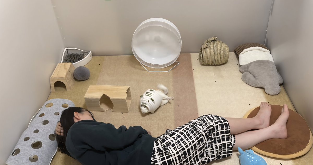 もふお🌞夜行性をやめたチンチラ tweet media