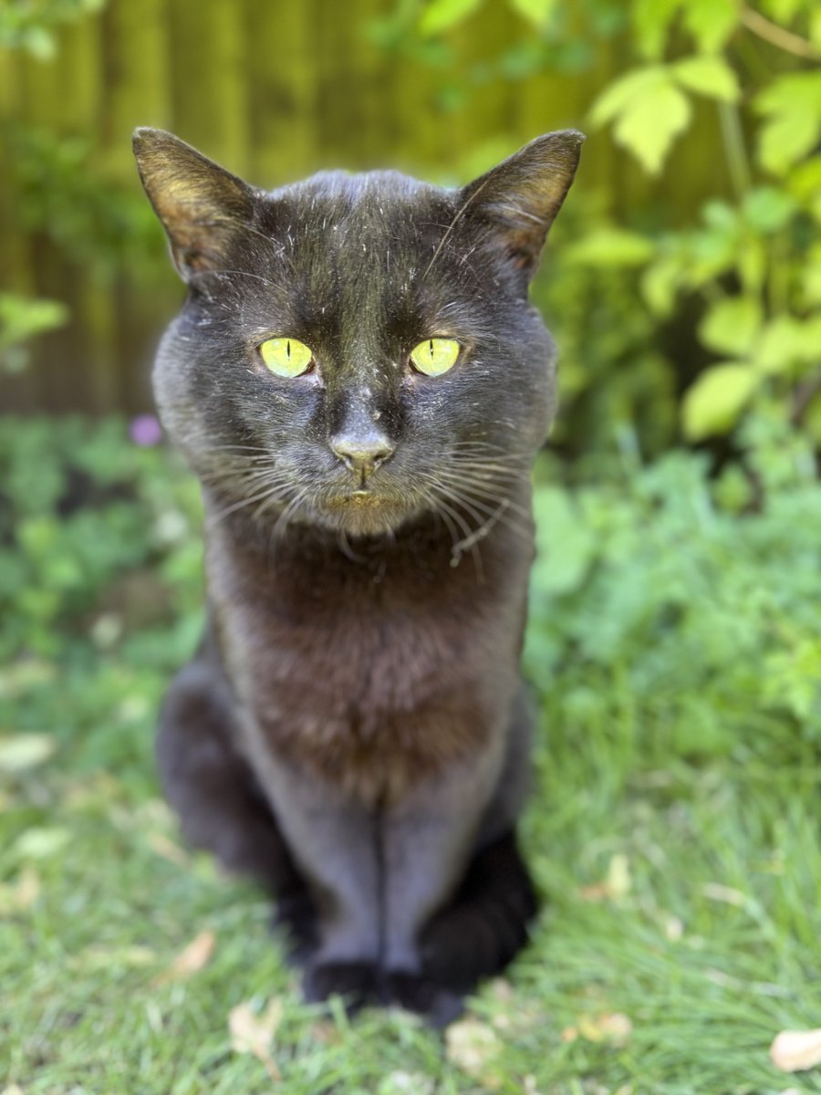 LA Woman 🐈‍⬛ 🐱 😻❤️ 💫 tweet media