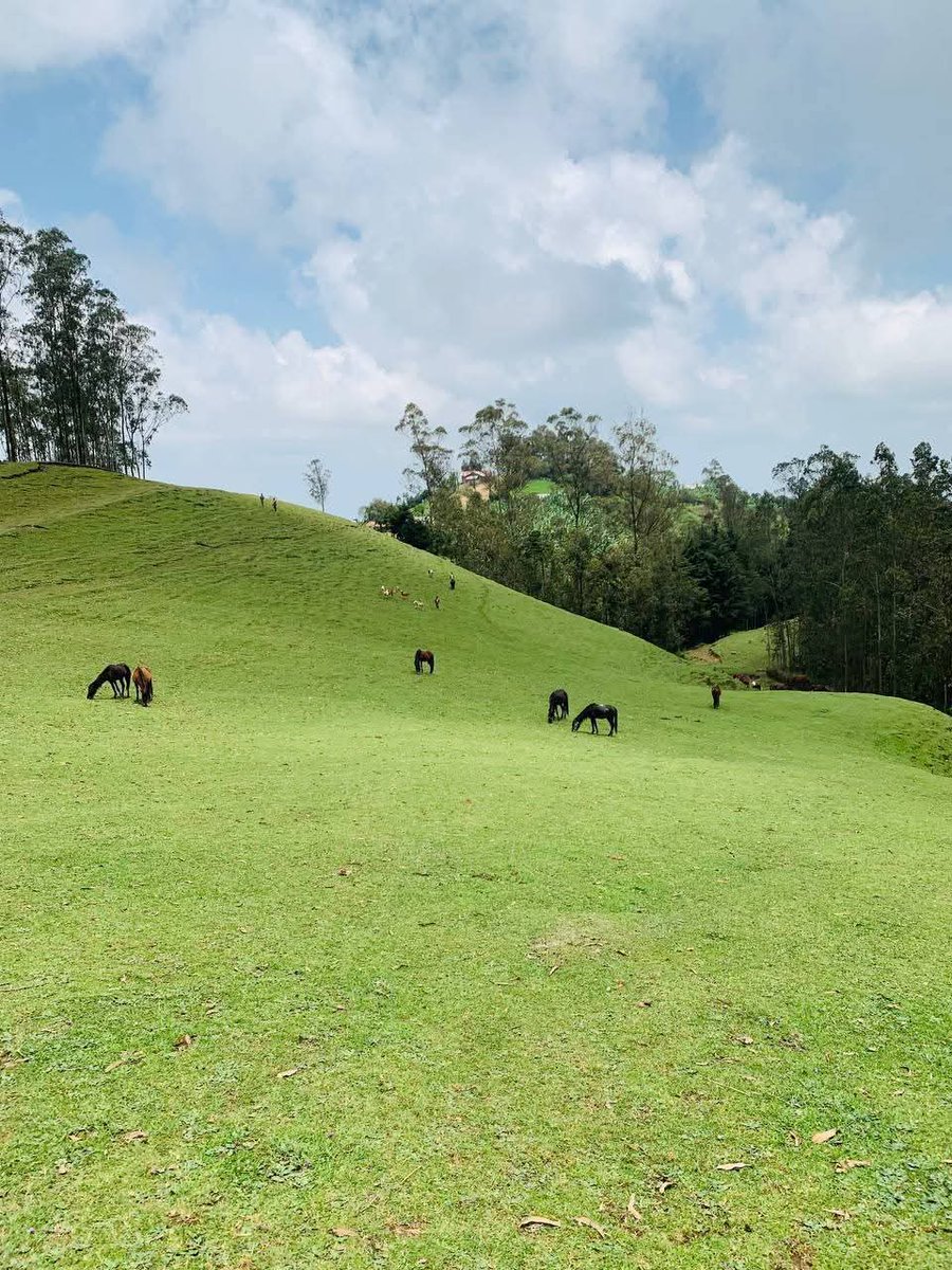 Landoforigins's tweet photo. Rising nearly 3,000m in the heart of Wolaita, Mount Damota is a sanctuary of history and nature. ⛰️

​Discover 20+ nearby attractions, from waterfalls to ancient caves, via 5 diverse hiking routes. Experience the spirit of Ethiopia! 🇪🇹

https://t.co/v0nucURMCD https://t.co/HGhYOmUvyn