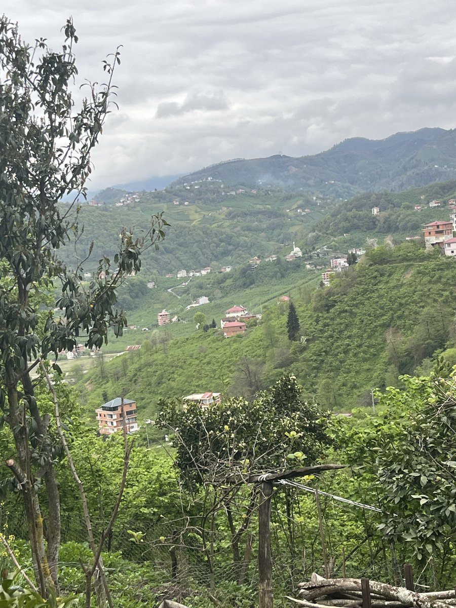 The Levent tweet media