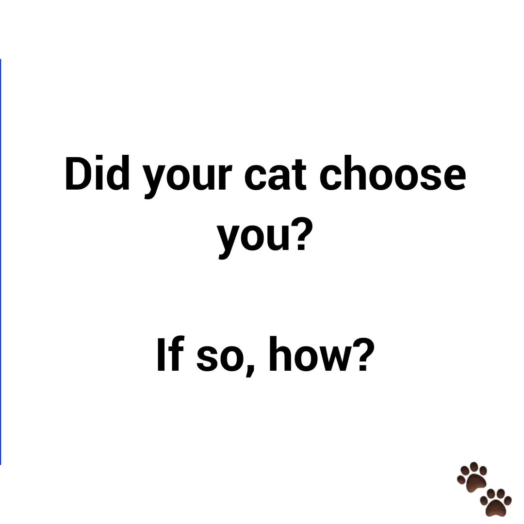 Brittney Meadows tweet media