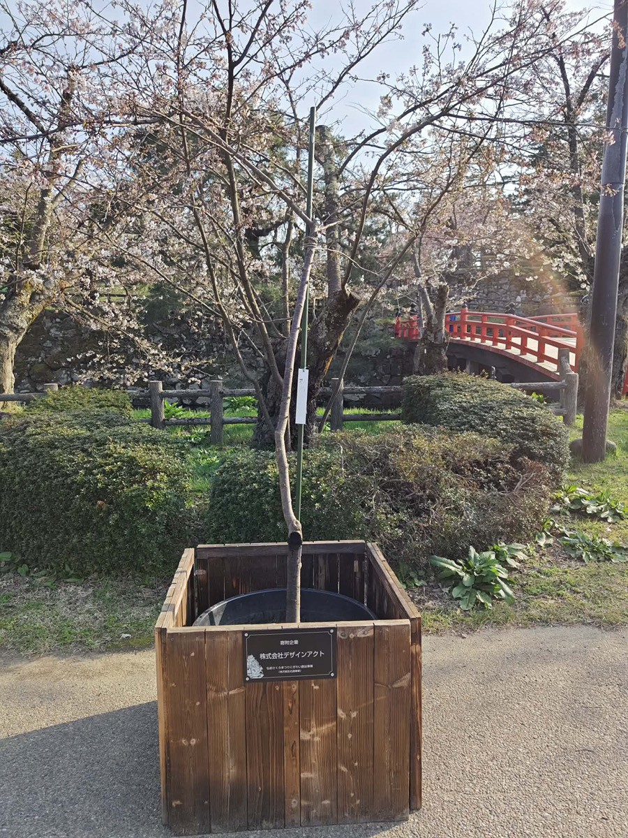 design_act_Inc's tweet photo. #弘前さくらまつり では、桜がたくさん！
弊社から寄贈させていただいている桜もありました🌸
咲耶姫という品種の桜です。きれいですね✨
これからも弘前の地で元気に育ってくれますように。

#デザインアクト #桜 https://t.co/j2U0ASA7Bj