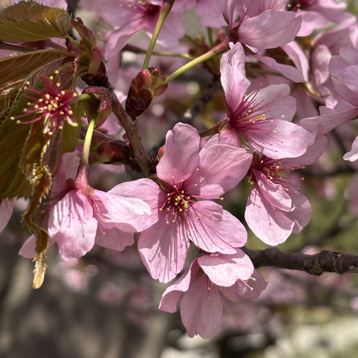パルプの桜🌸
めちゃきれい🤩