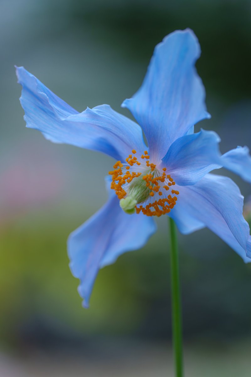 マクロ tweet media