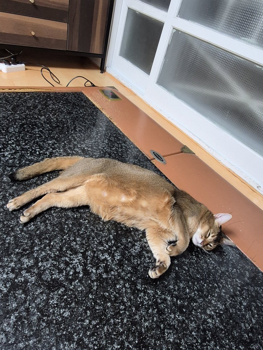 gabinyoon's tweet photo. #아부지의시선 #요나 #냥이 #아비시니안 https://t.co/PQDxp3JMDD