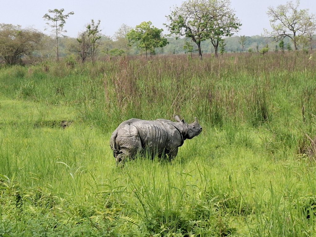 ankushsaikia's tweet image. Rhino crossing the road 
#Kaziranga #Assam #nofilter #mobilephotography