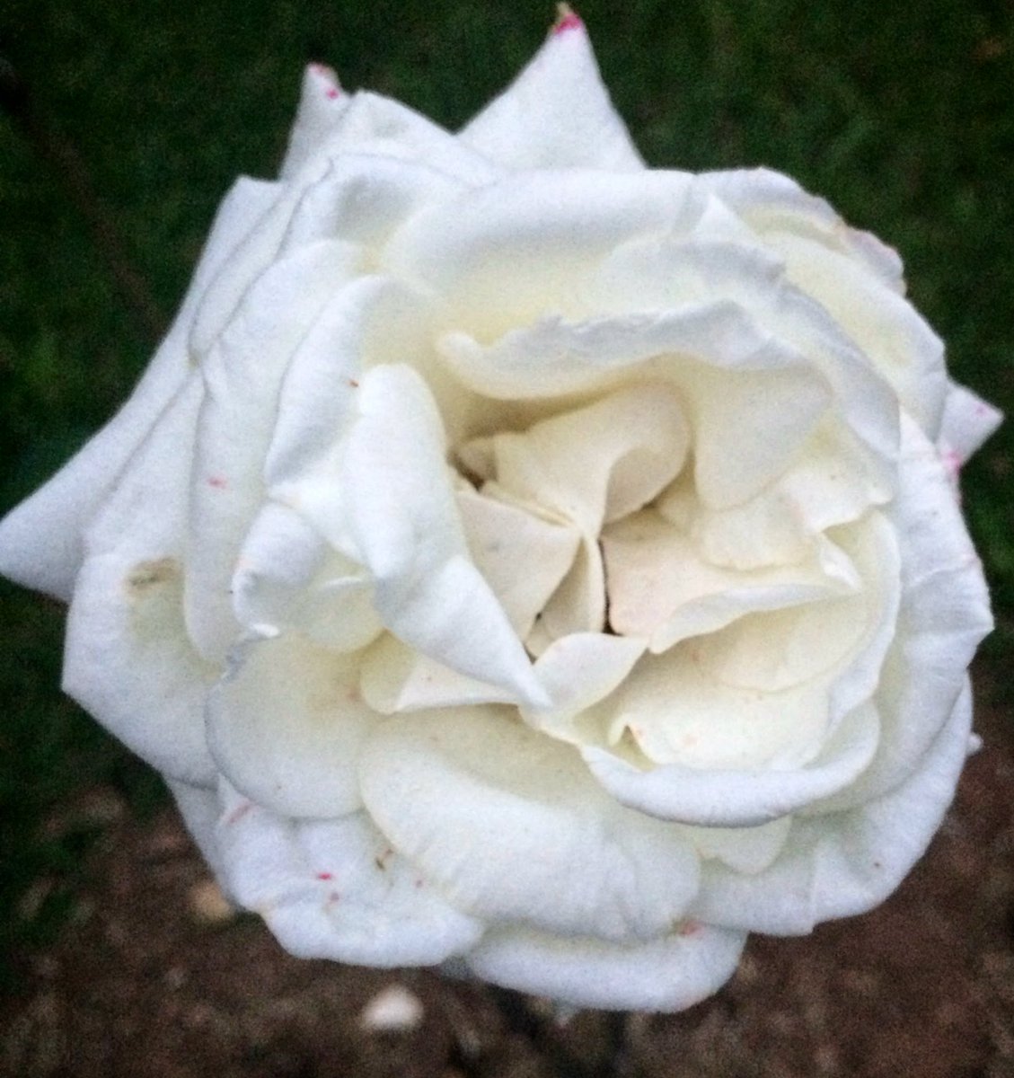 rafaelporcari's tweet image. 🌺 Fim de #cooper!
Suado, cansado e feliz, alongando e curtindo a beleza da #natureza.
Hoje, com essas delicadas #plantas: #rosas.
🏁 🙆‍♂️ 
#corrida #treino #flor #flower #flowers #pétalas #pétala #jardim #jardinagem #flores #garden #flora #run #running #esporte #alongamento