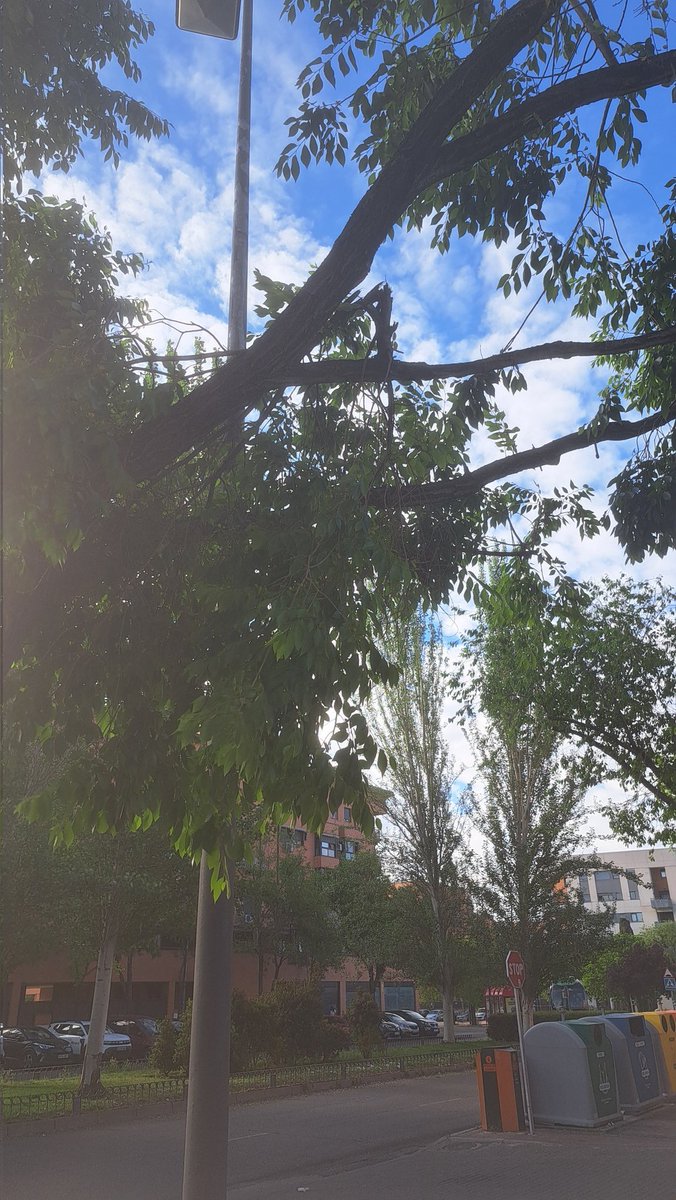 manueldufe's tweet photo. @ppyjj_alcorcon @AytoAlcorcon Calle Oslo 8 frente a bar Exento, dos ramas de gran tamaño a punto de caer desde hace semanas. Hagan por cortarlas y evitar caída en zona de terraza del bar y acera. https://t.co/fQnfkAzJoK