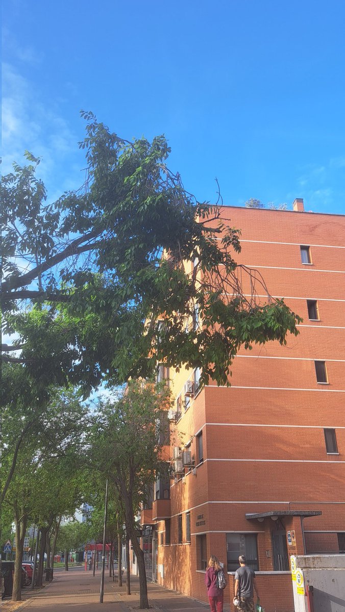 manueldufe's tweet photo. @ppyjj_alcorcon @AytoAlcorcon Calle Oslo 8 frente a bar Exento, dos ramas de gran tamaño a punto de caer desde hace semanas. Hagan por cortarlas y evitar caída en zona de terraza del bar y acera. https://t.co/fQnfkAzJoK