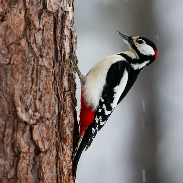 RadicalCath's tweet photo. Three new friends this season. The last one makes for particularly enjoyable watching, as he readily hangs himself upside down to get at the feeder due to his being about three times the size of the regular visitors. https://t.co/ApMNrPTZTS