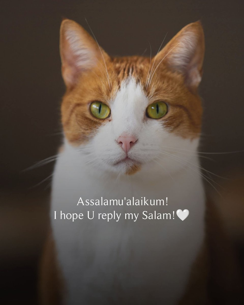 Harbeambho27924's tweet photo. Assalamualaikum warahmatullah wabarakatuhu https://t.co/wkTb9njj43