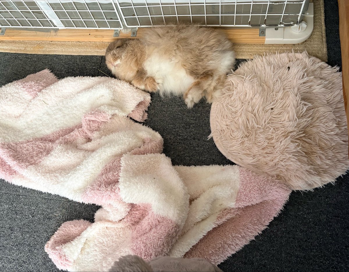 うさことはむこ tweet media