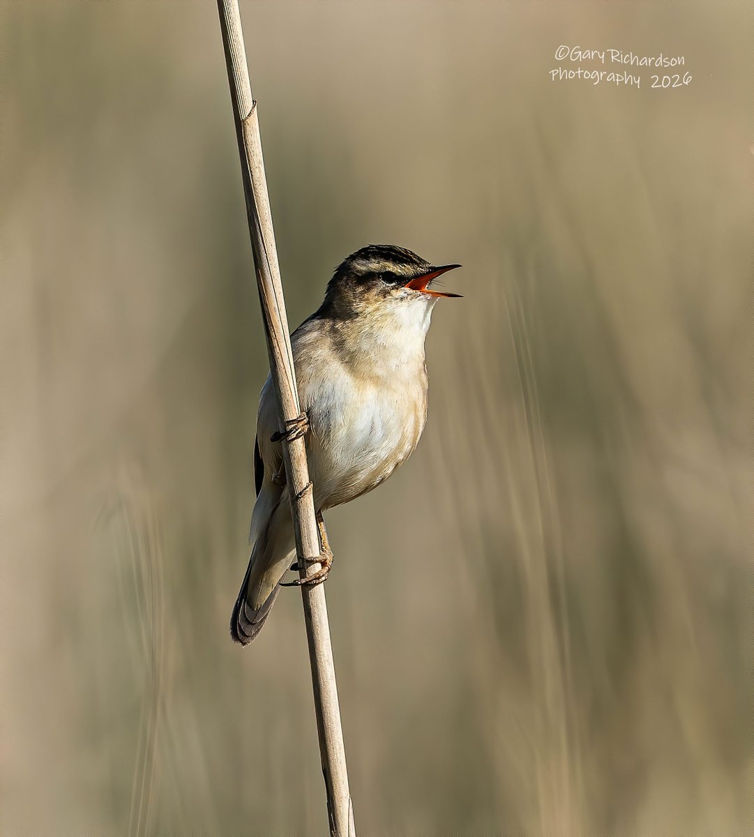 garythedj's tweet photo. sedge warbler - boyton suffolk uk - april 2026
https://t.co/v7ka37MNLZ https://t.co/JJ0IzJp0KT