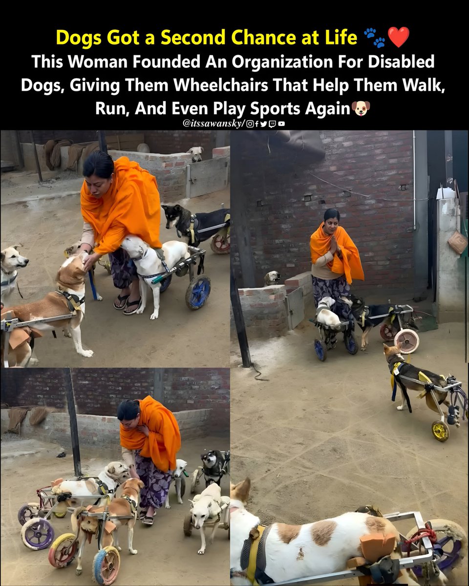 itssawansky's tweet image. Animal Lover 🌍🐾❤️💫 
#nature #animal #wildlife #news #explore