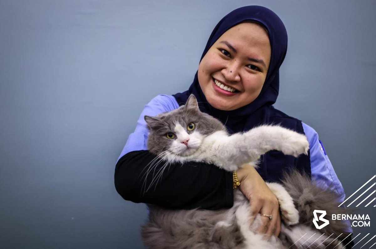 𝐃𝐔𝐋𝐔 𝐃𝐈𝐁𝐔𝐀𝐍𝐆, 𝐊𝐔𝐂𝐈𝐍𝐆 𝐖𝐈𝐑𝐀 𝐁𝐀𝐋𝐀𝐒 𝐁𝐔𝐃𝐈 𝐃𝐄𝐍𝐆𝐀𝐍 𝐃𝐄𝐑𝐌𝐀 𝐃𝐀𝐑𝐀𝐇

Fluffy merupakan “penghuni” tetap klinik yang berusia lima tahun. Kacukan baka Parsi (Persian) dan Maine Coon, kucing seberat enam kilogram itu memenuhi kriteria penderma darah
