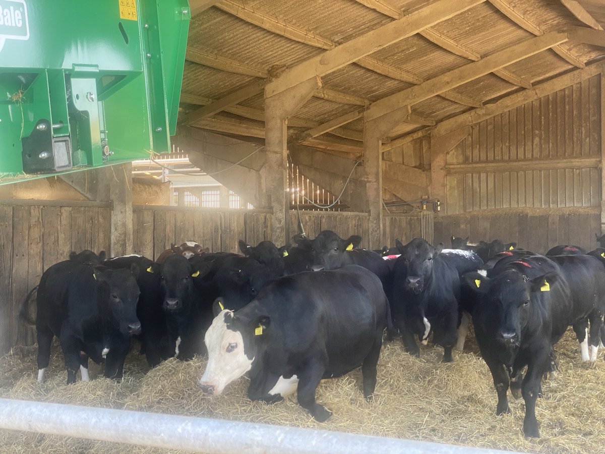 sussexfarming's tweet image. The big getting bigger #farming #cows #beef