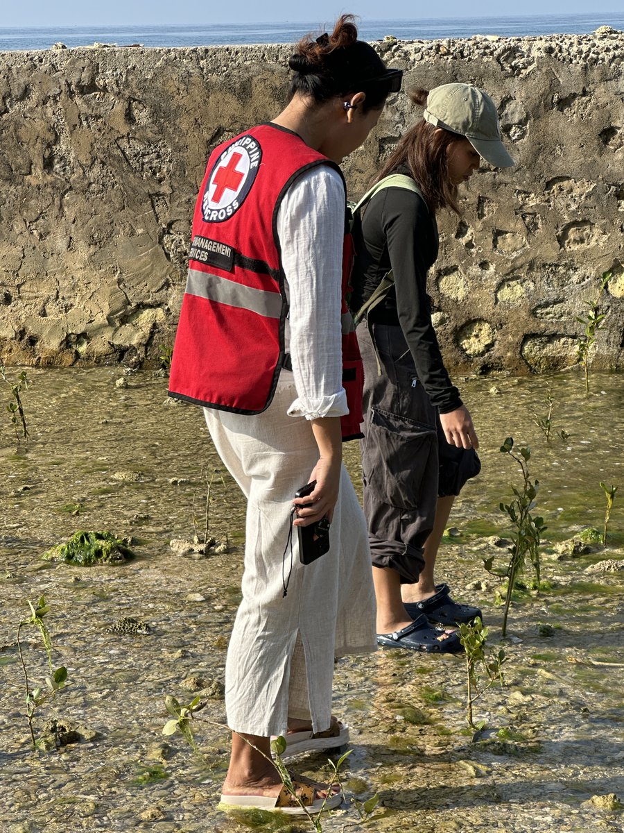 _mathieuleonard's tweet photo. Les solutions fondées sur la nature réduisent les risques de catastrophes.

À Lila, dans la province de Bohol, la plantation de mangroves supportée par la Croix-Rouge aide à protéger le littoral face aux typhons, ainsi que des opportunités économiques.🌱 https://t.co/snlvWJ18lj