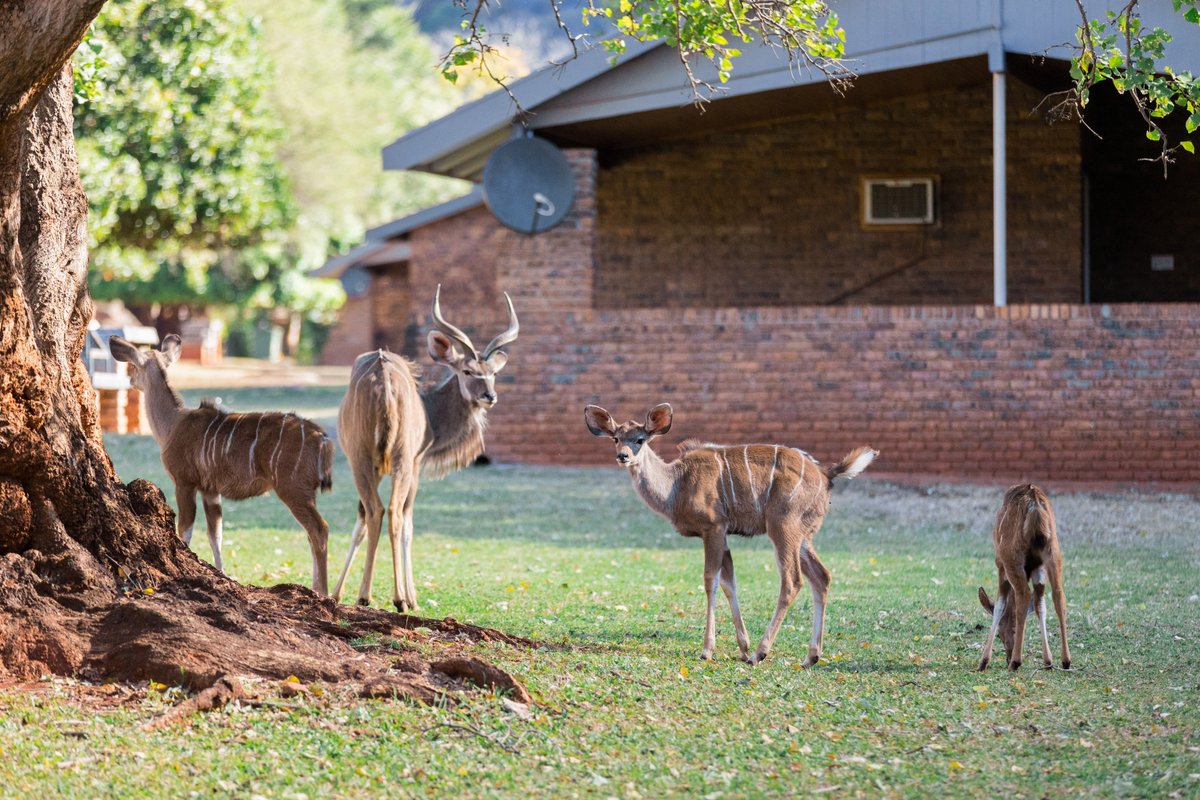 SwadiniForever's tweet photo. Wildlife moments right outside your door! 🦌✨ At Swadini, A Forever Resort, every day brings a new adventure, spot kudu grazing peacefully and connect with nature like never before. Discover the magic of the bushveld and create unforgettable memories with us.

📲 Link in Bio https://t.co/r557X8FKX6