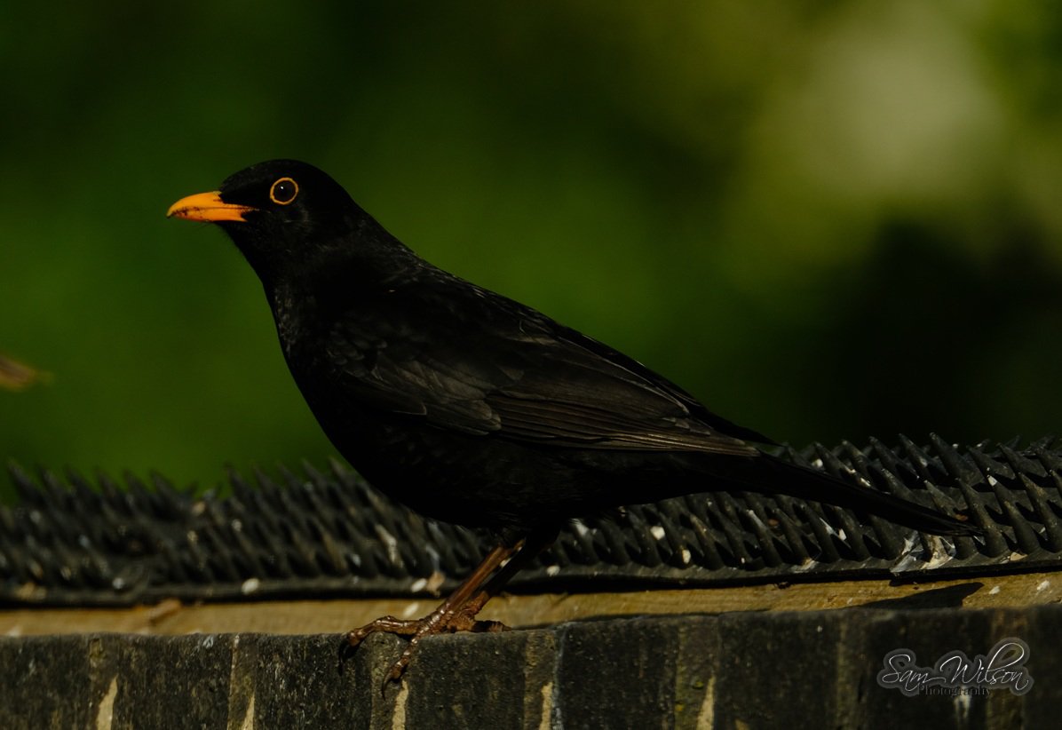 SamWlandscapes's tweet image. Beautiful Blackbird on the garden wall #birds #birdphotography #naturelovers