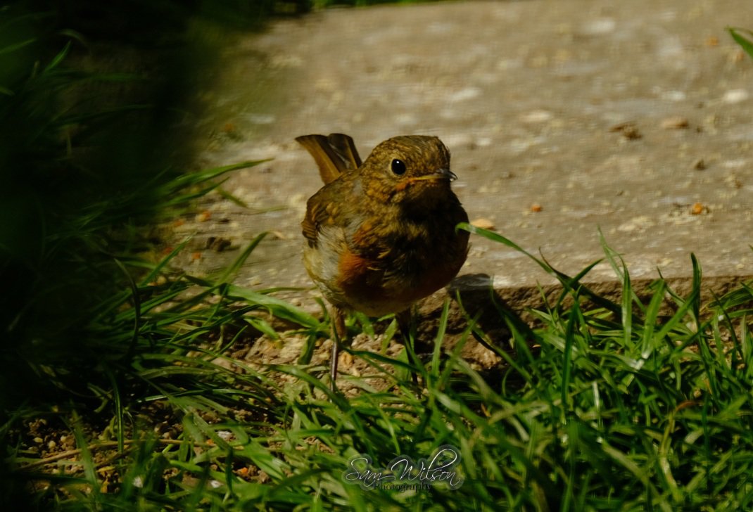 SamWlandscapes's tweet image. First juvenile robin in the garden at the weekend #birds #naturelovers #naturephotography